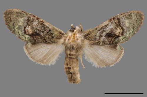 Vaneeckeia pallidifascia centrobrunnea[褐丸舟蛾][00057940]