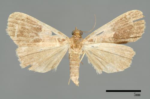 <已分類>Family：Noctuidae[夜蛾科][00010714]