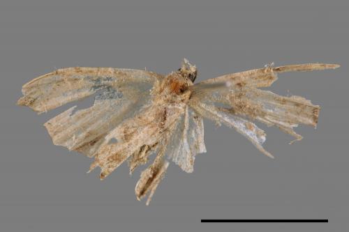 <已分類>Family：Geometridae[尺蠖蛾科][00087443]