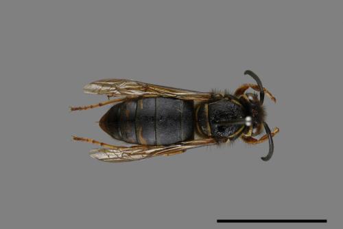 Vespula flaviceps[細黃胡蜂][00073151]