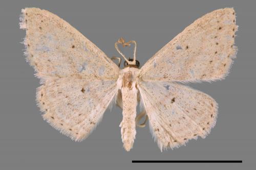<已分類>Genus：Scopula[00023524]
