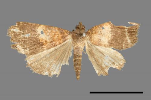 <已分類>Family：Noctuidae[夜蛾科][00011068]