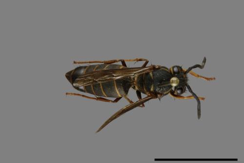 Vespula flaviceps[細黃胡蜂][00073049]