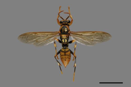 Polistes rothneyi[黃長腳蜂][00074336]