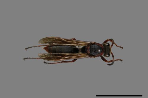 Polistes eboshinus[姬長腳蜂][00072609]