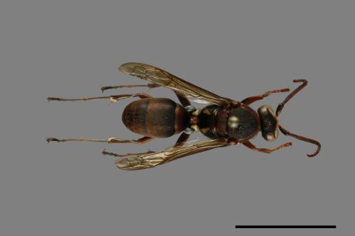 Polistes takasagonus[雙斑長腳蜂][00100867]