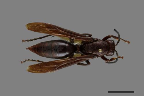 Polistes gigas[巨長腳蜂][00074415]