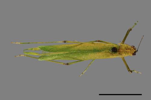 <已分類>Order：Orthoptera[直翅目][00048010]