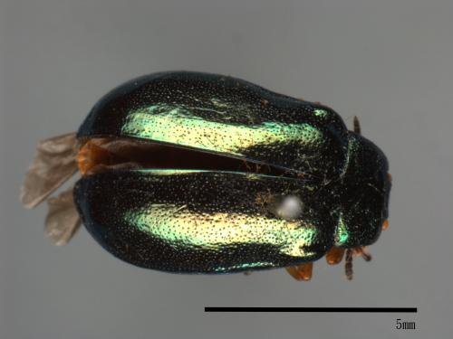 <已分類>Family：Chrysomelidae[金花蟲科][00081200]