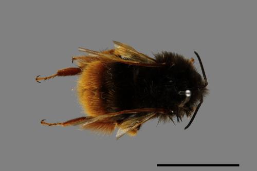 Bombus eximius[精選熊蜂][00074710]