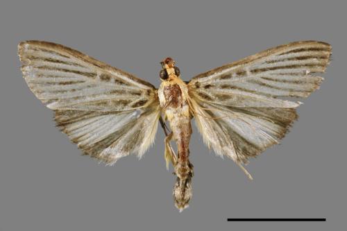 Tyspanodes hypsalis[00065701]