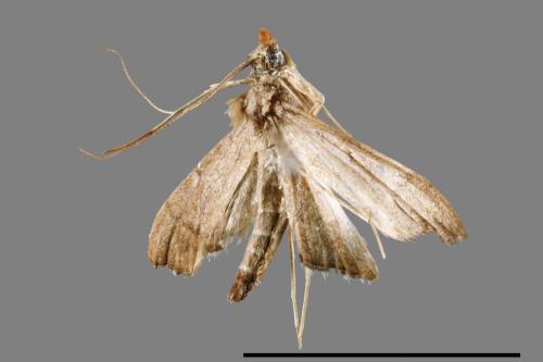 <已分類>Family：Pyralidae[螟蛾科][00063980]