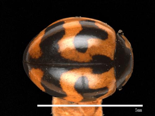 Coccinella transversalis[狹臀瓢蟲][00085030]