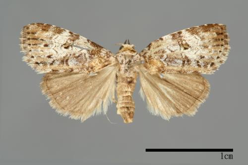 Bryophilina mollicula[00009506]