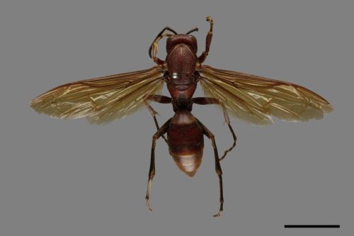 Polistes gigas[巨長腳蜂][00074300]