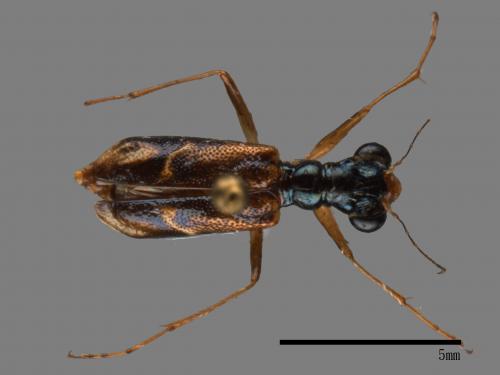 Therates alboobliquatus alboobliquatus[00081800]