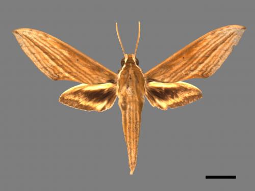 Cechenena lineosa[棕綠背線天蛾][00017352]