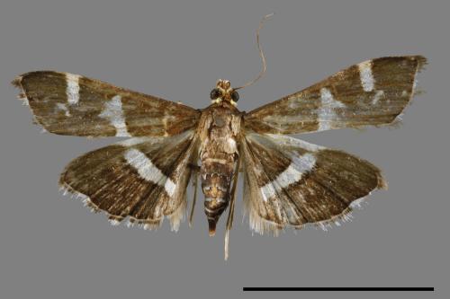 Spoladea recurvalis[00022279]