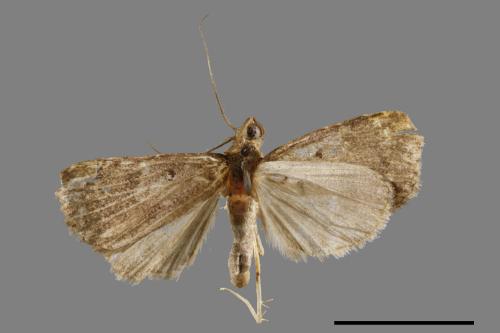 <已分類>Family：Noctuidae[夜蛾科][00010724]
