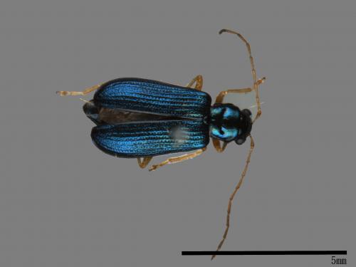 <已分類>Family：Chrysomelidae[金花蟲科][00083995]