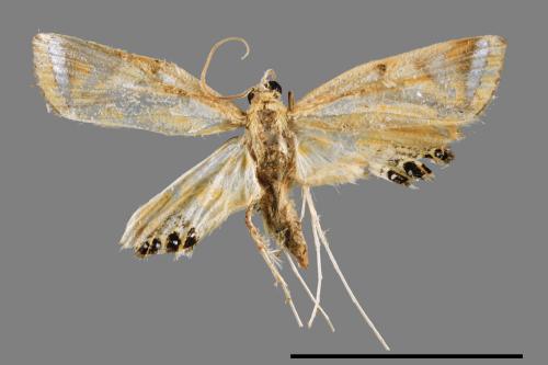 Eoophyla conjunctalis[00064758]