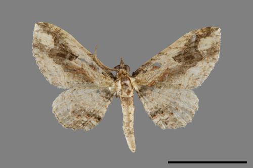 Ziridava kanshireiensis[扳手波尺蛾][00071468]