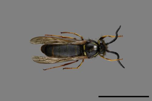 Vespula flaviceps[細黃胡蜂][00073429]