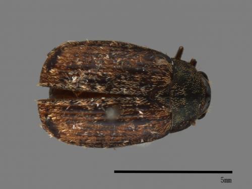 <已分類>Family：Scarabaeidae[金龜子科][00041728]