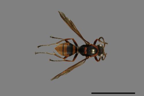 Polistes eboshinus[姬長腳蜂][00101431]