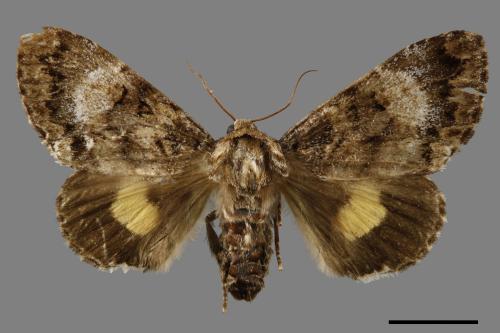 Trisuloides sericea[后夜蛾][00057155]