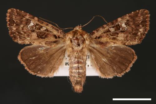 Feliniopsis tripunctata[00002228]