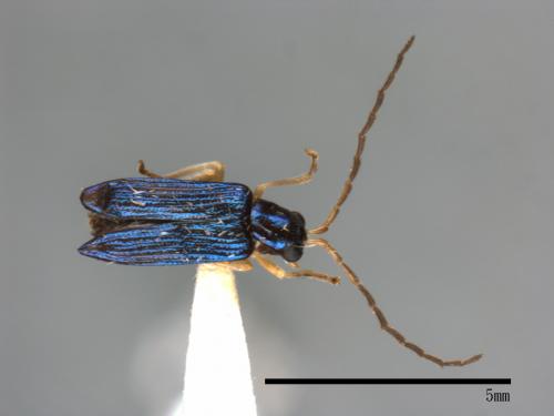 <已分類>Family：Chrysomelidae[金花蟲科][00046932]