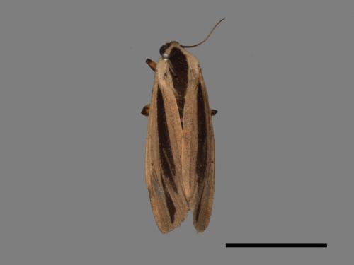 Creatonotos gangis[黑條灰燈蛾][00016803]