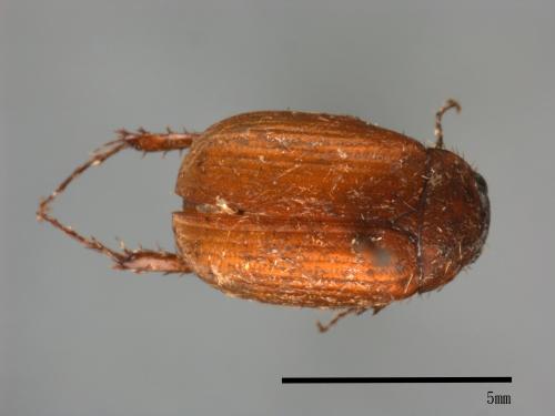<已分類>Family：Scarabaeidae[金龜子科][00054103]