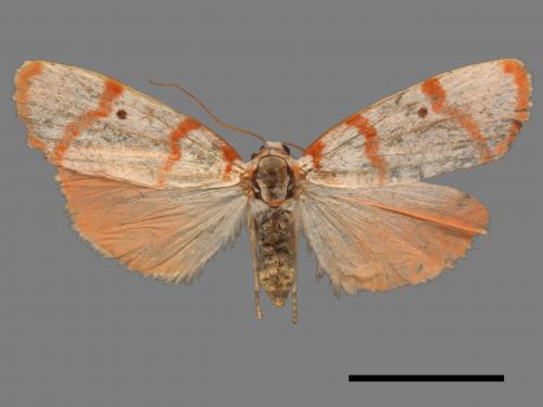 Cyana hamata[優雪苔蛾][00047663]