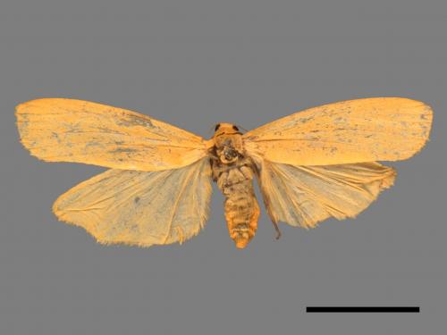 Eilema magnata[巨土苔蛾][00044809]