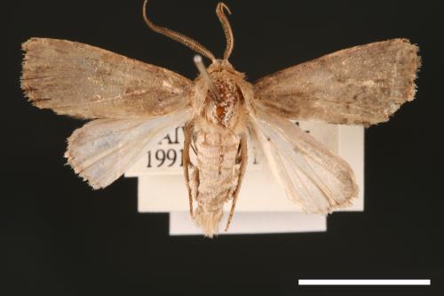 Spodoptera pecten[梳灰翅夜蛾][00002879]