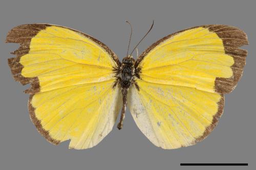 Eurema andersoni godana[淡色黃蝶][00027529]