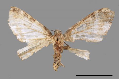 <已分類>Family：Geometridae[尺蠖蛾科][00089475]