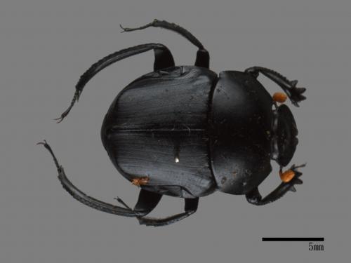 Paragymnopleurus ambiguus[台灣側裸蜣螂][00081823]