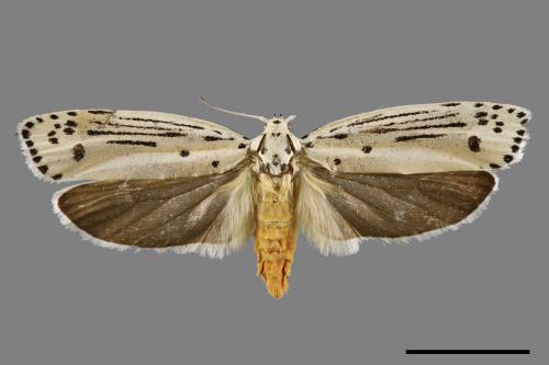 Ethmia lineatonotella[點帶織葉蛾][00061420]
