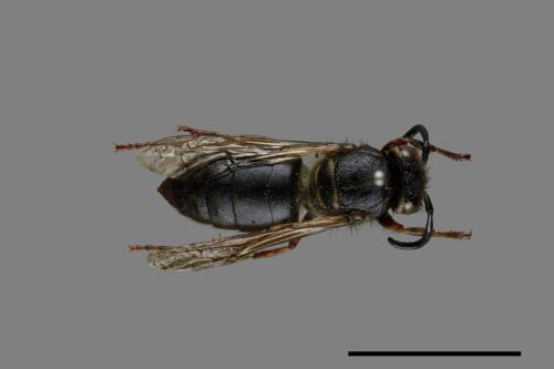 Vespula flaviceps[細黃胡蜂][00073485]