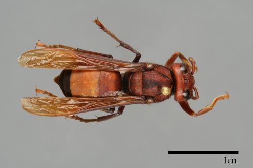 Vespa affinis[黃腰虎頭蜂][00096534]