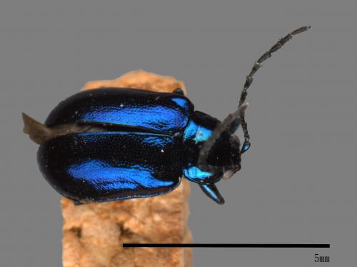 <已分類>Family：Chrysomelidae[金花蟲科][00081145]