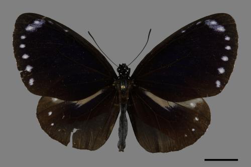 Euploea tulliolus koxinga[小紫斑蝶][00094033]