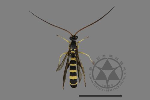 <已分類>Family：Ichneumonidae[姬蜂科][00181062]