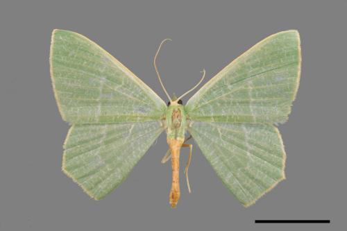 Thalassodes immisarius opalinus[粗脛翠尺蛾][00031296]