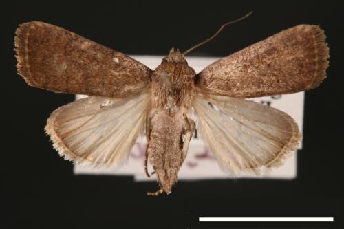 Athetis cognata[00003209]