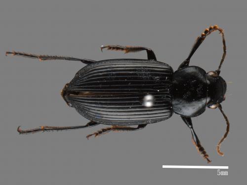 <已分類>Family：Carabidae[步行蟲科][00082903]