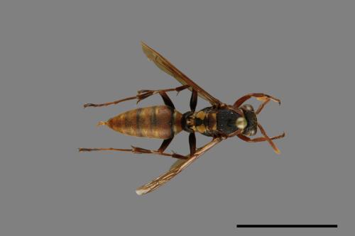 Polistes takasagonus[雙斑長腳蜂][00072820]